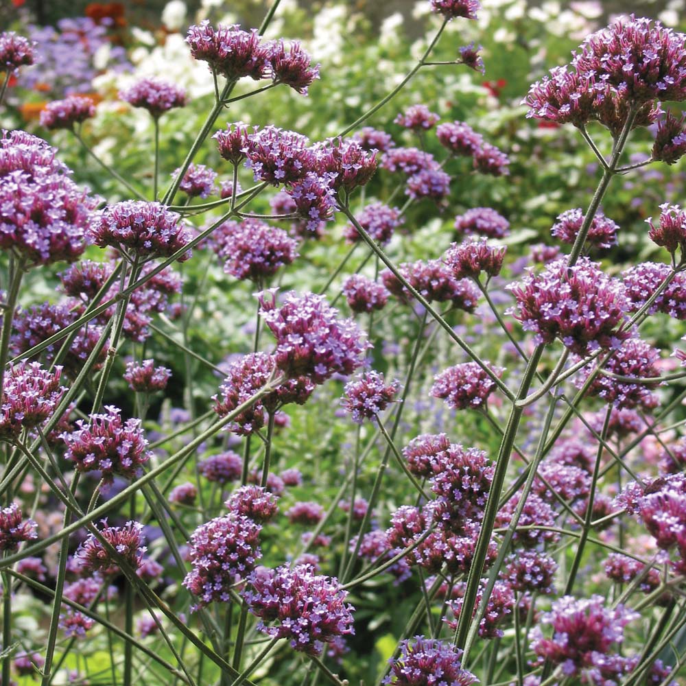 Verbena bonariensis (Seeds)