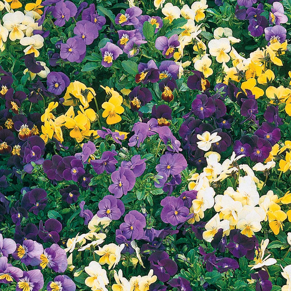 Viola 'Supreme Mix' (Seeds)