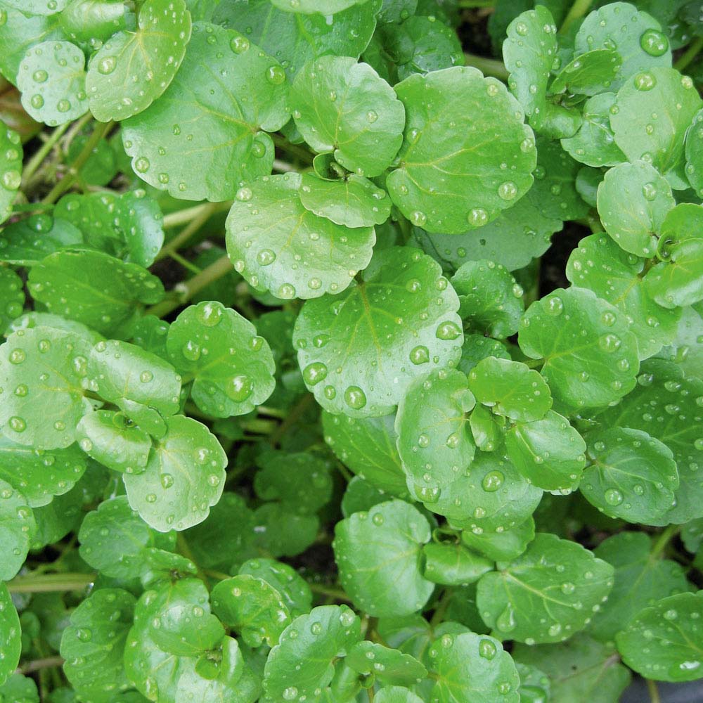 Watercress (Seeds)