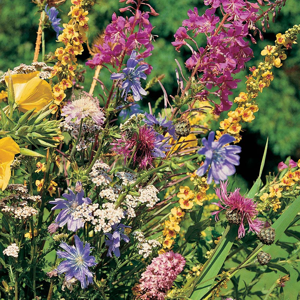 Wild Flower Mixture (Seeds)