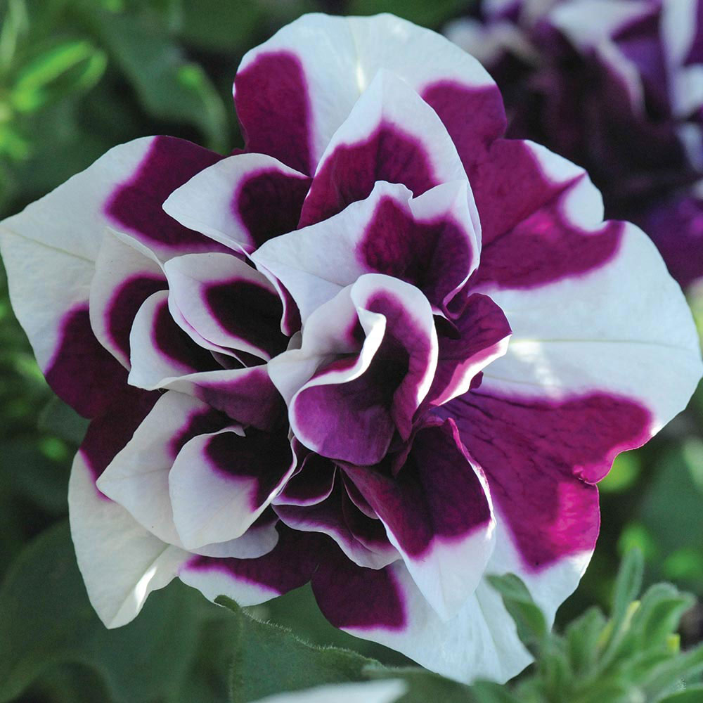 Petunia 'Damson Ripple'