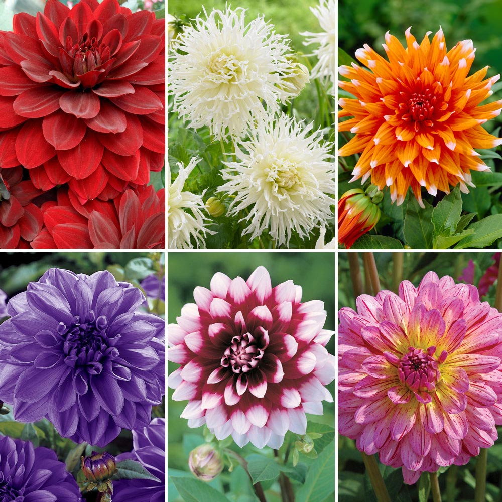 Dahlia 'Spectacular Collection'