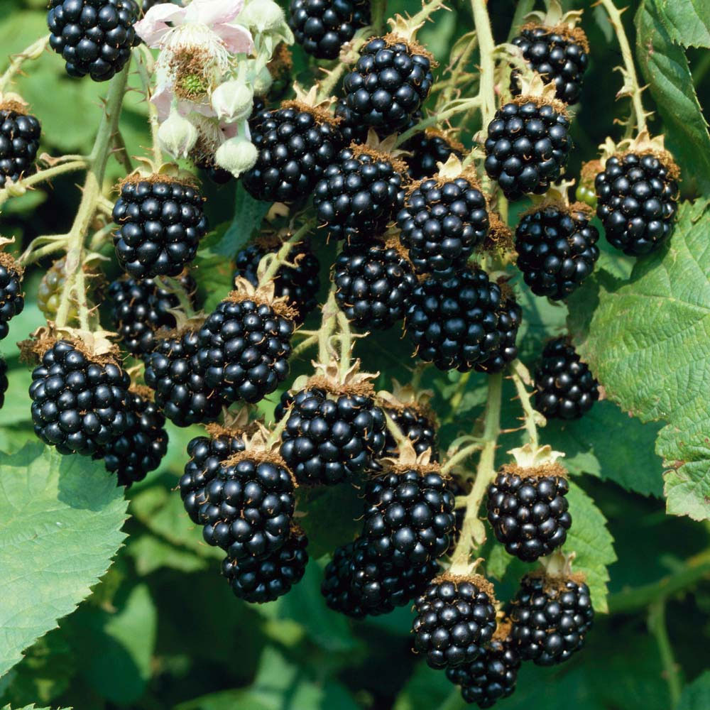 Blackberry 'Loch Ness'