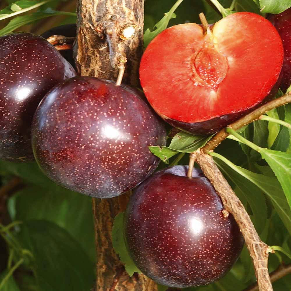 Pluot 'Purple Candy'