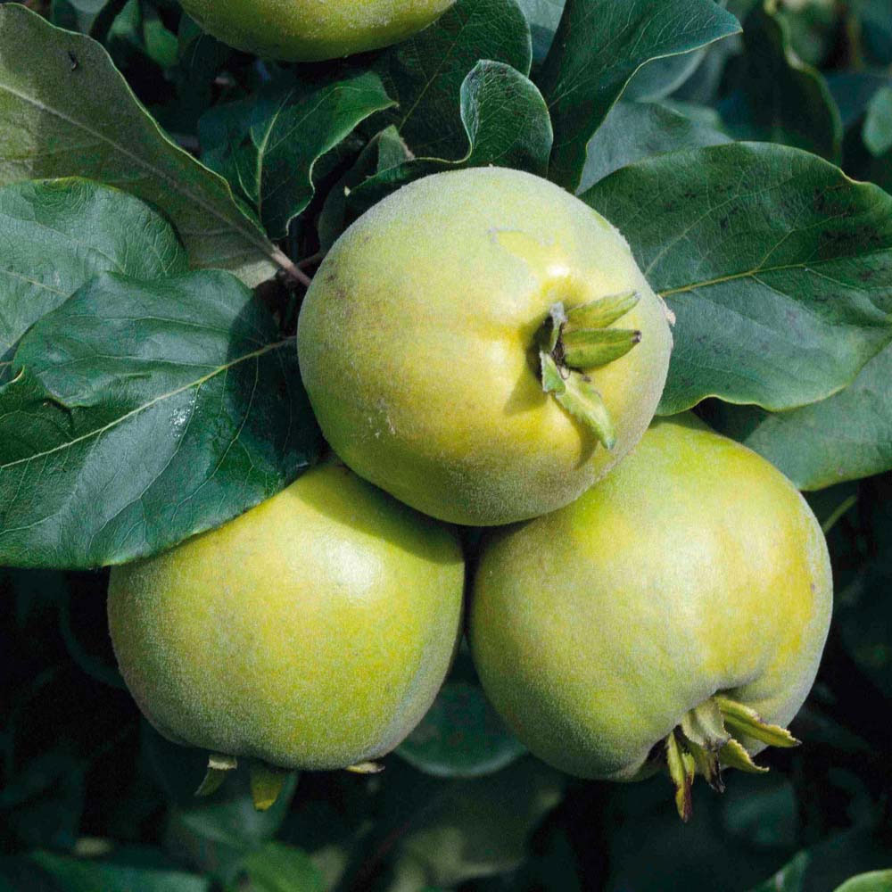 Quince 'Vranja' (patio)