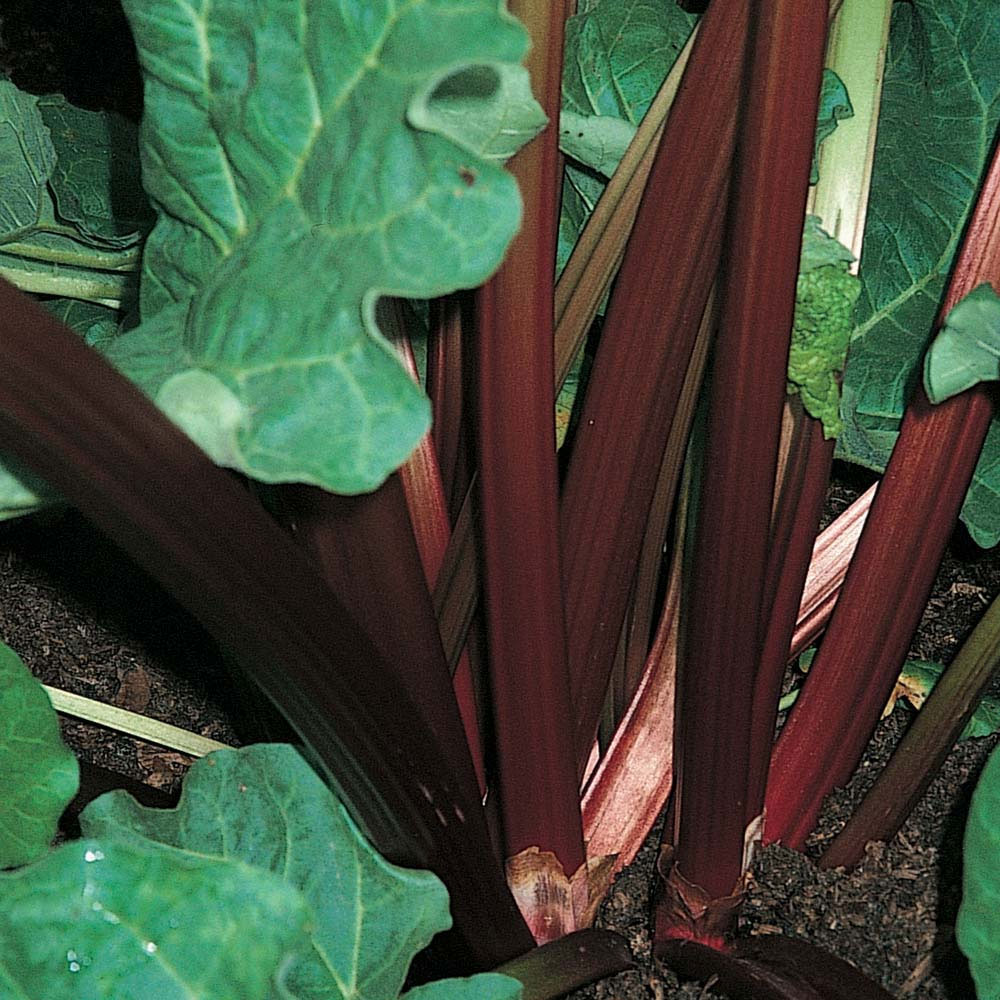 Rhubarb 'Champagne' (Autumn Planting)