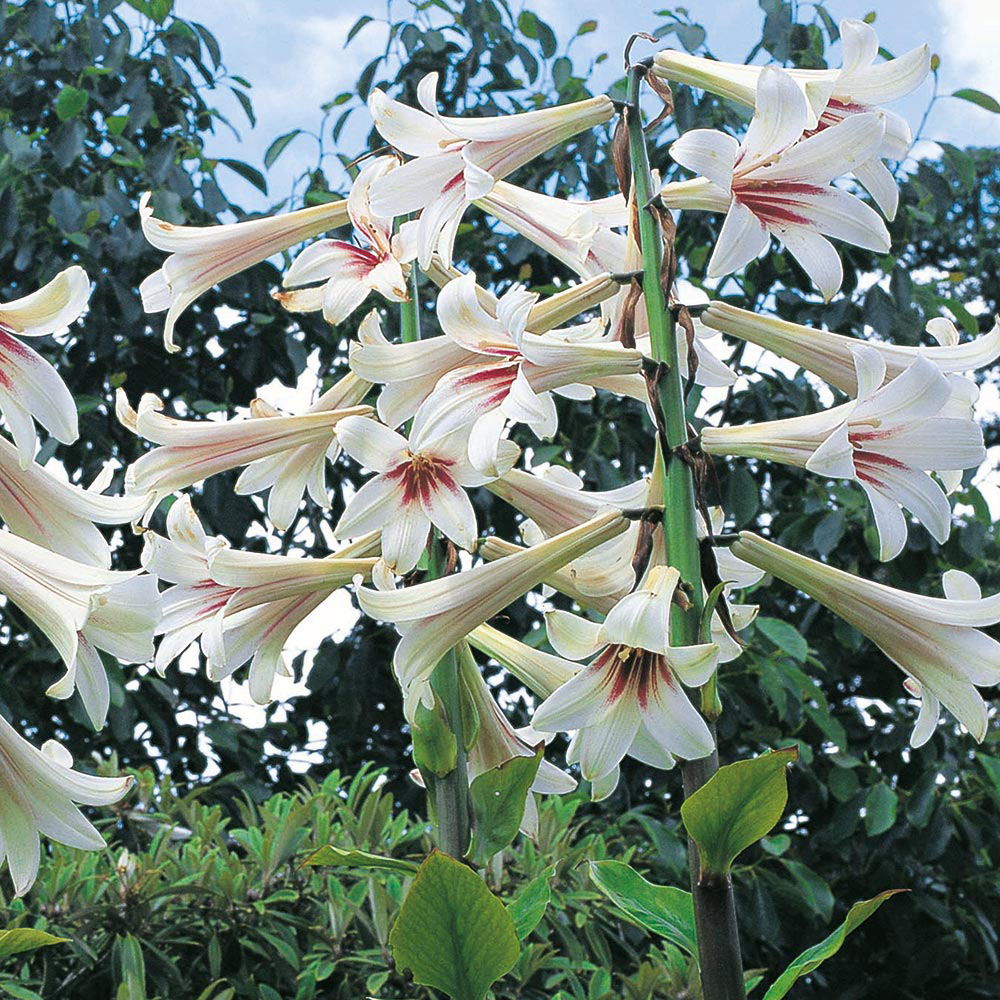 Cardiocrinum giganteum