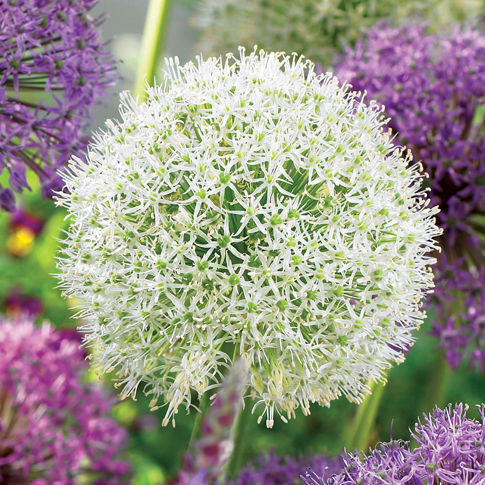 Allium stipitatum 'Mount Everest'