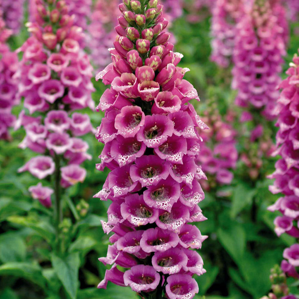 Foxglove 'Camelot Rose'