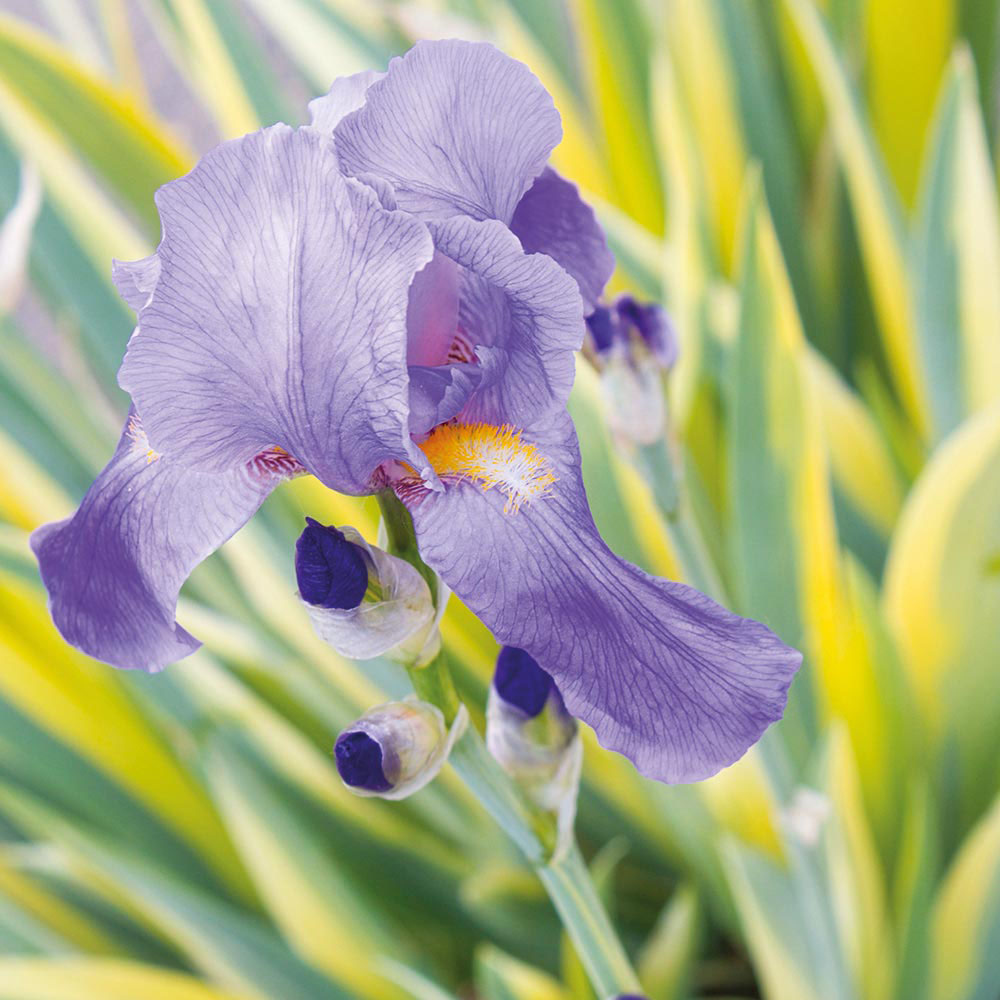 Iris pallida 'Variegata'