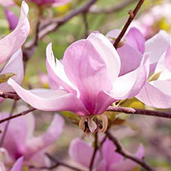 Magnolia 'George Henry Kern'