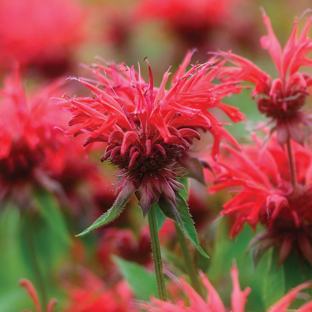 Monarda didyma 'Cranberry Lace'