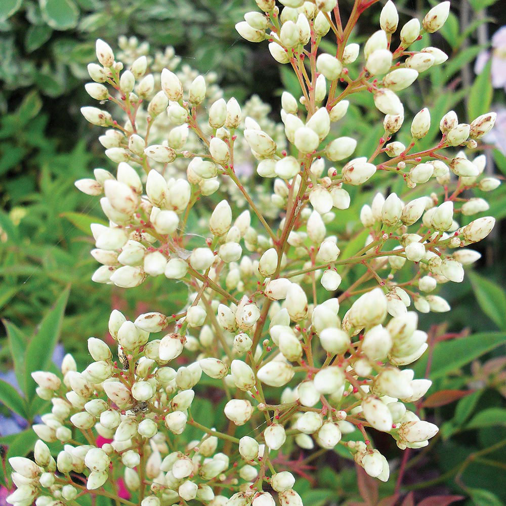 Nandina domestica