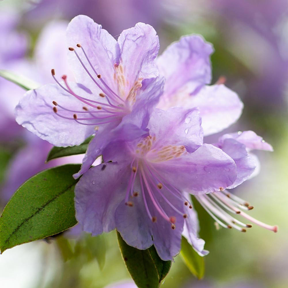 Rhododendron 'Moerheim'