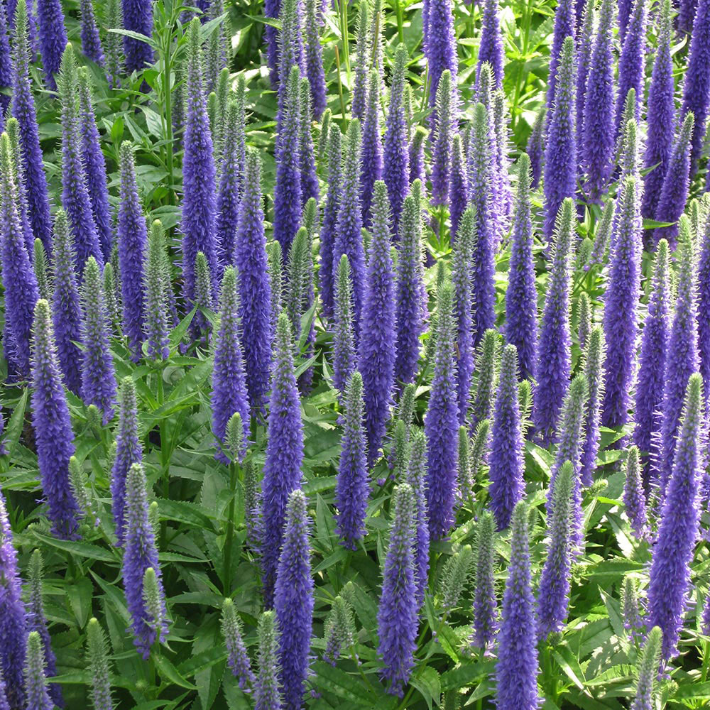 Veronica spicata 'Royal Candles'