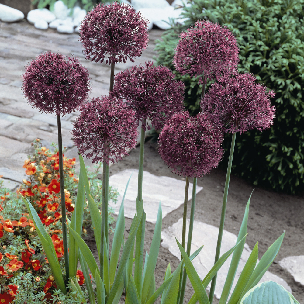 Allium 'Gladiator'