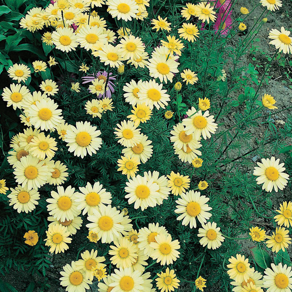 Anthemis tinctoria 'E.C. Buxton'