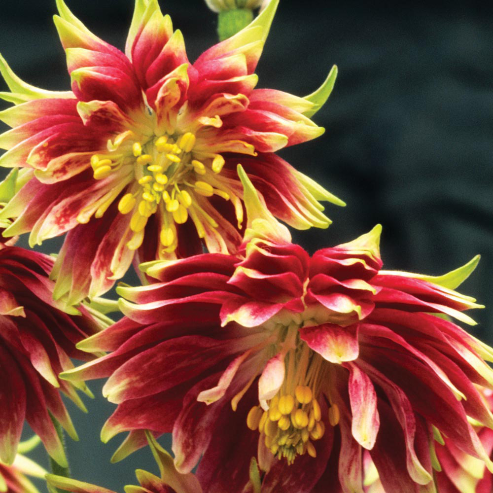 Aquilegia vulgaris var. stellata 'Nora Barlow'