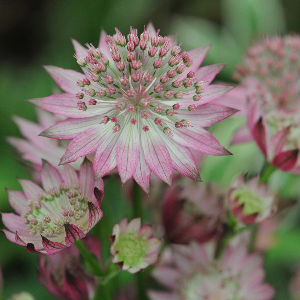 Astrantia major 'Roma'