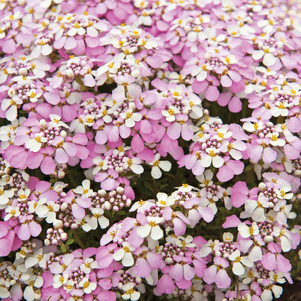 Candytuft 'Pink Ice'