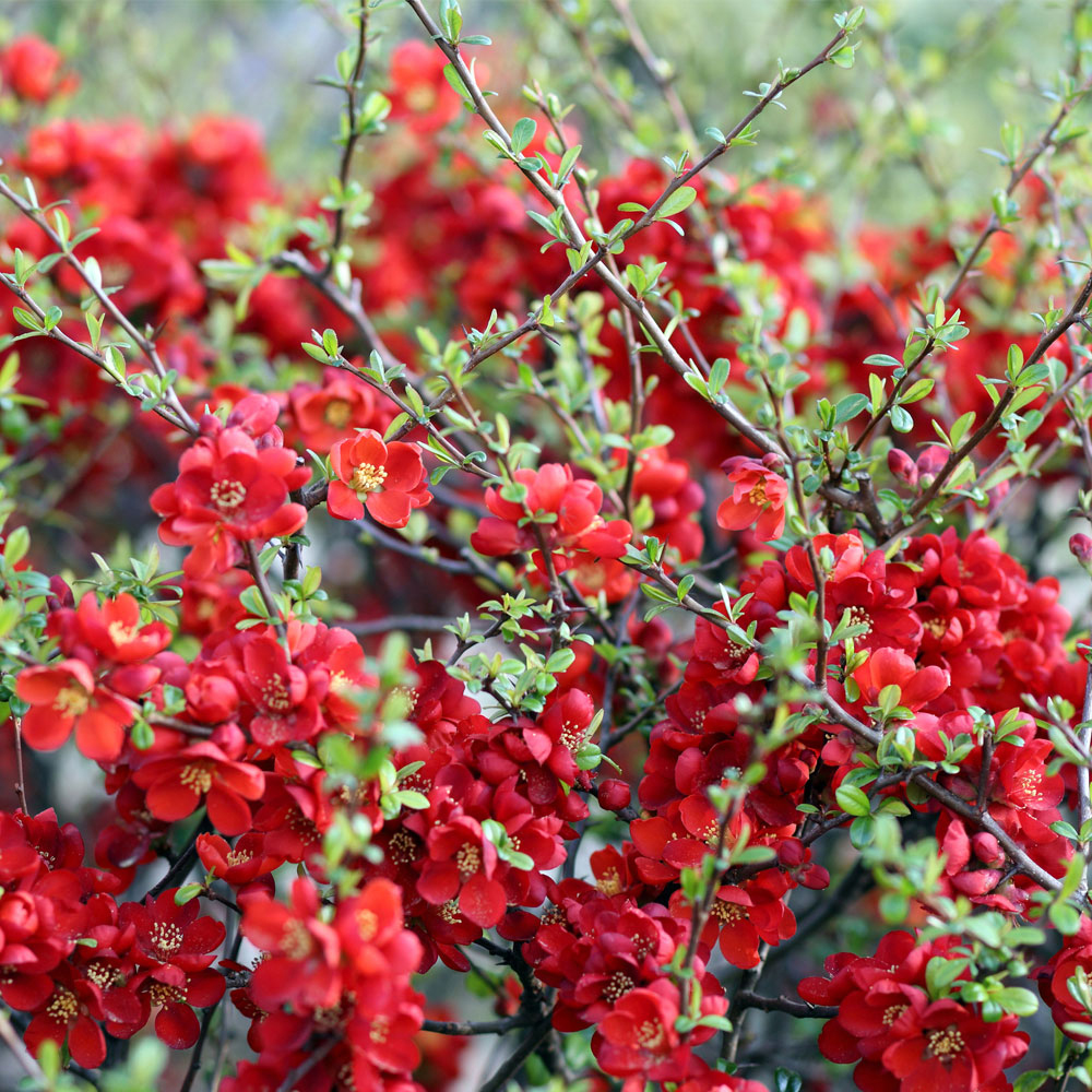 Chaenomeles japonica 'Sargentii'