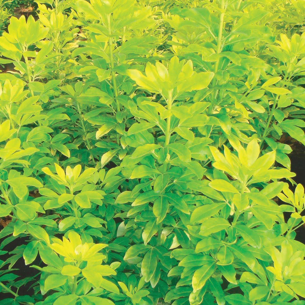 Choisya ternata 'Sundance'