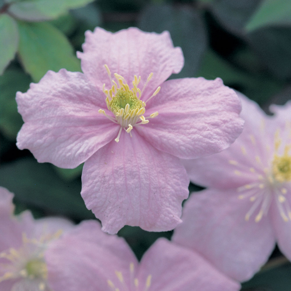 Clematis 'Mayleen'