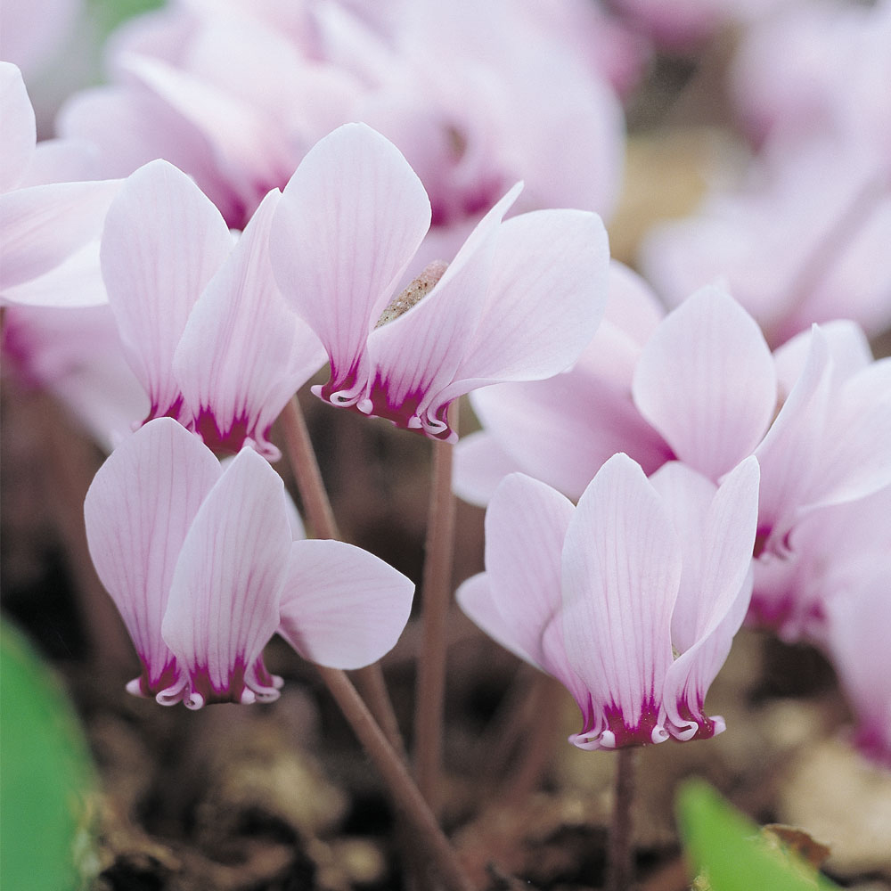 Cyclamen hederifolium