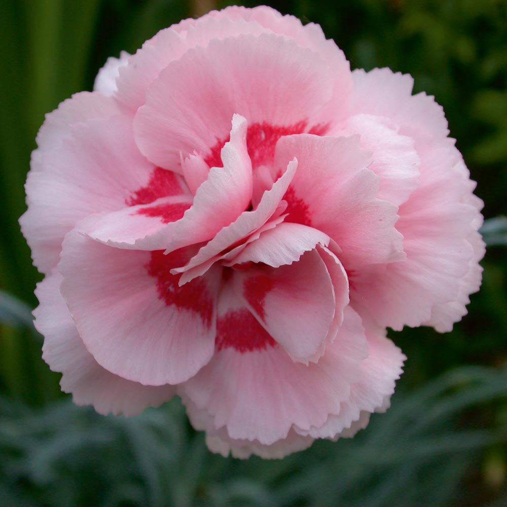 Dianthus 'Doris'