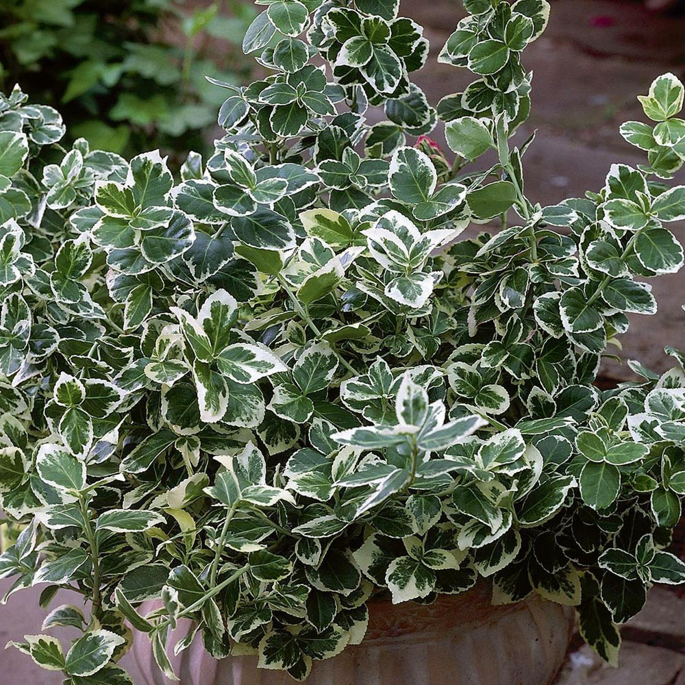 Euonymus fortunei 'Emerald Gaiety'