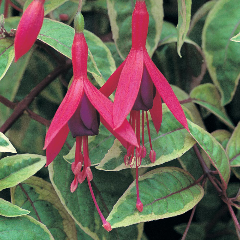 Fuchsia 'Tom West' (Hardy)