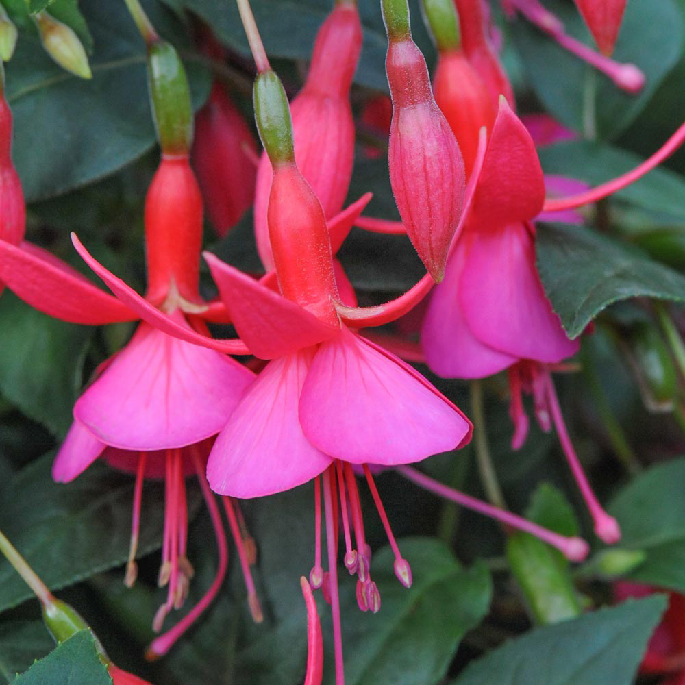 Fuchsia 'Display' (Hardy)