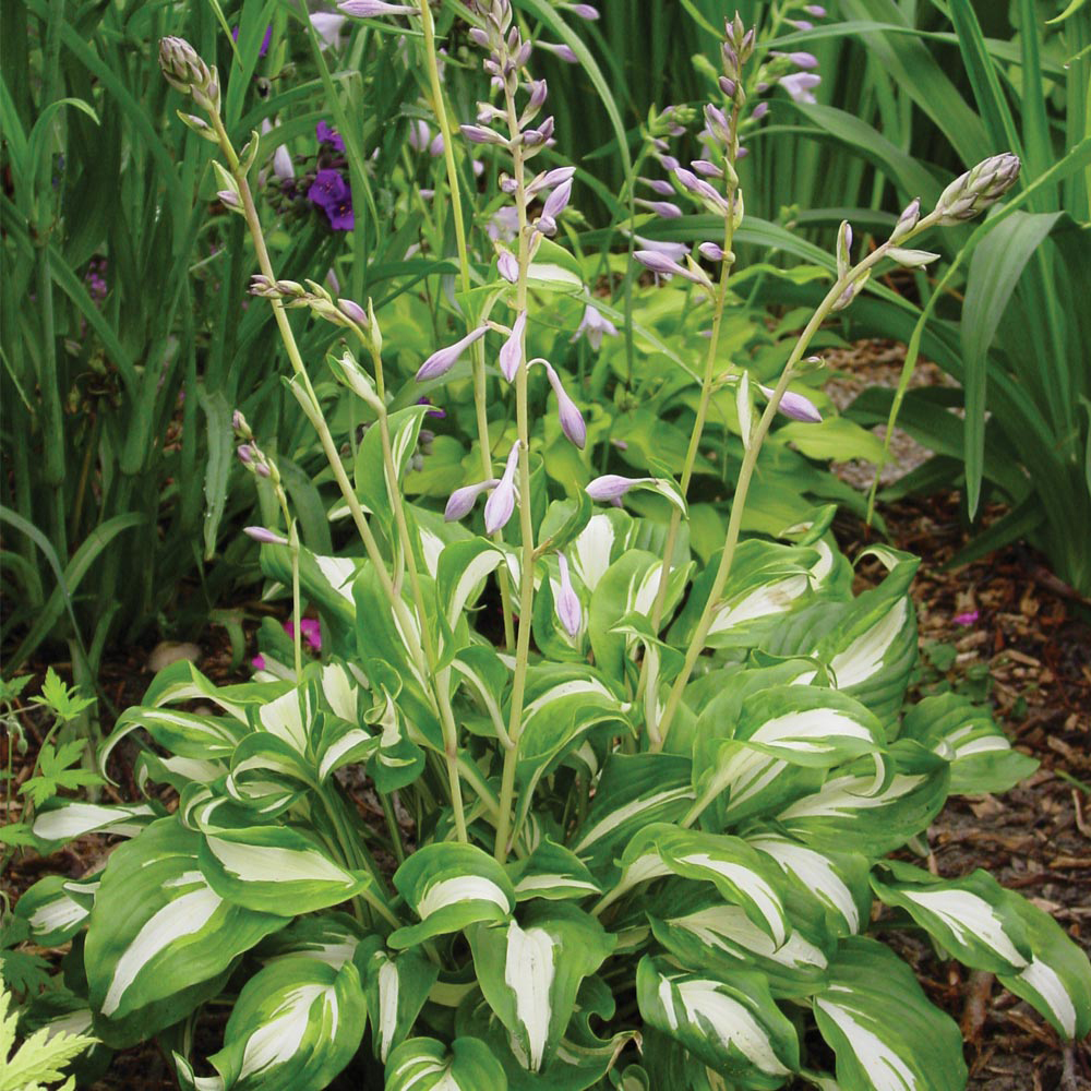 Hosta undulata var. undulata