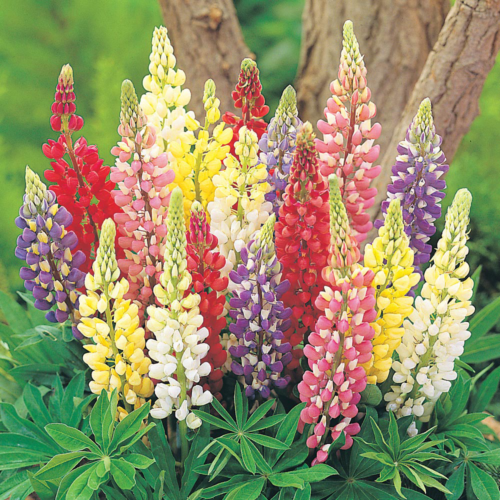 Lupin 'Russell Hybrids Mixed'