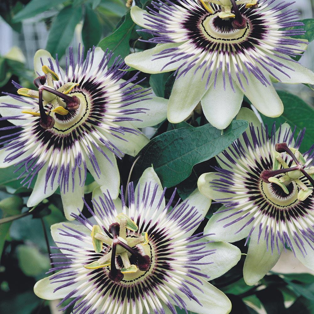 Passiflora caerulea