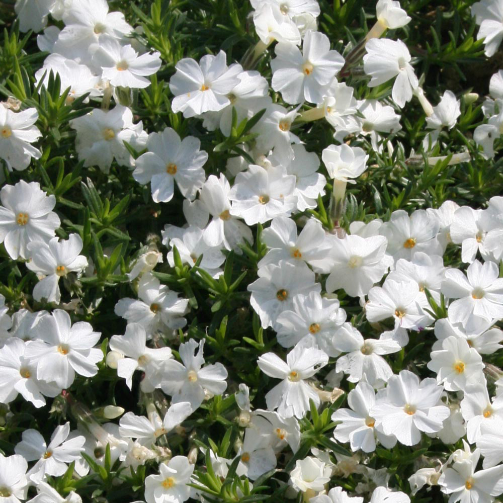 Phlox douglasii 'White Admiral'