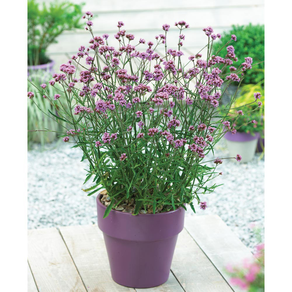 Verbena bonariensis 'Lollipop'