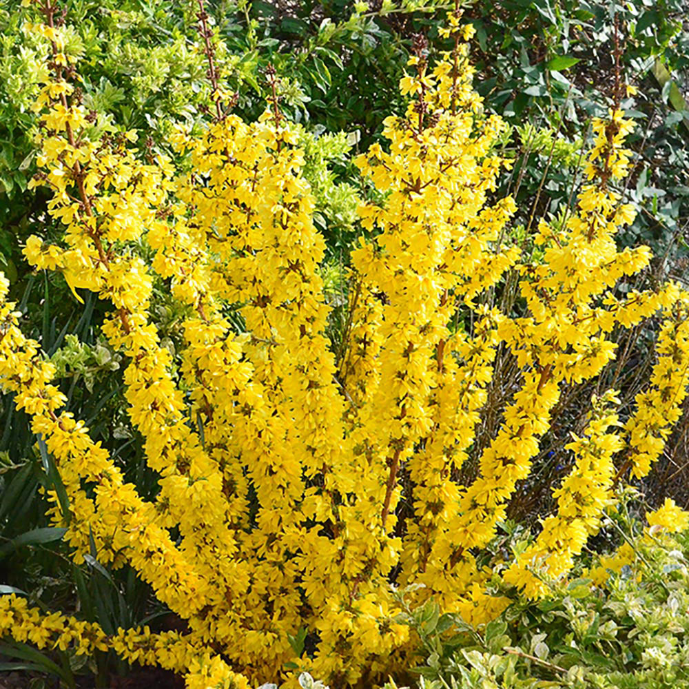 Forsythia x intermedia 'Mikador'