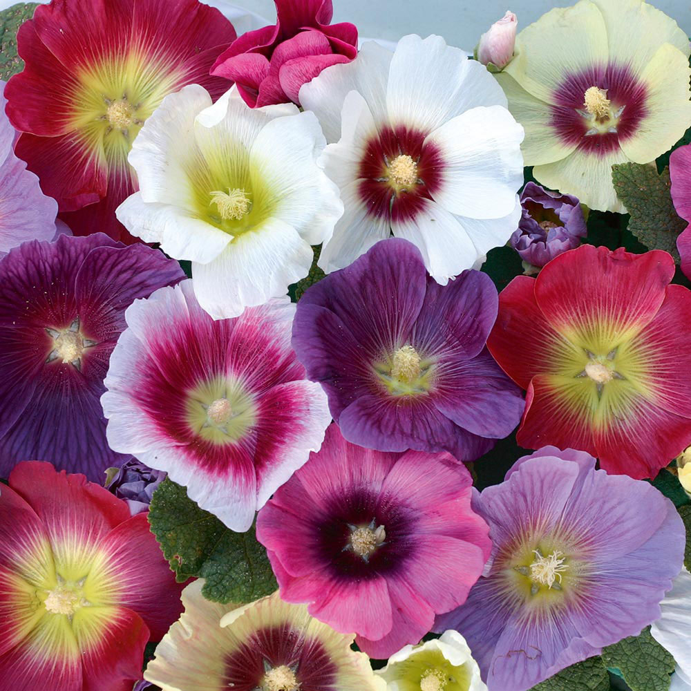 Hollyhock 'Halo Mixed' (Seeds)