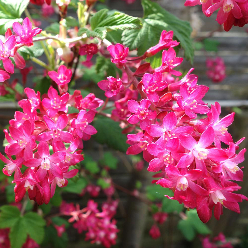 Ribes sanguineum 'Amour'