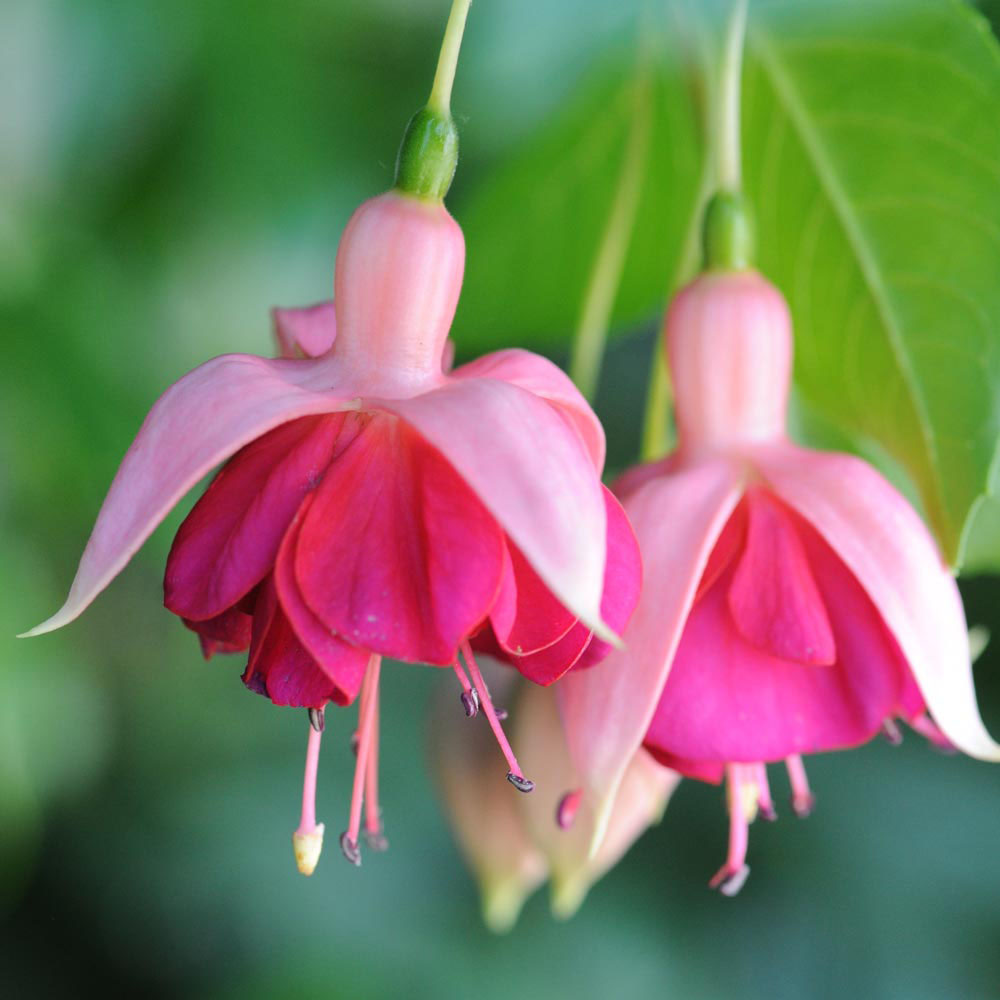 Fuchsia 'Garden News' (Garden Ready)