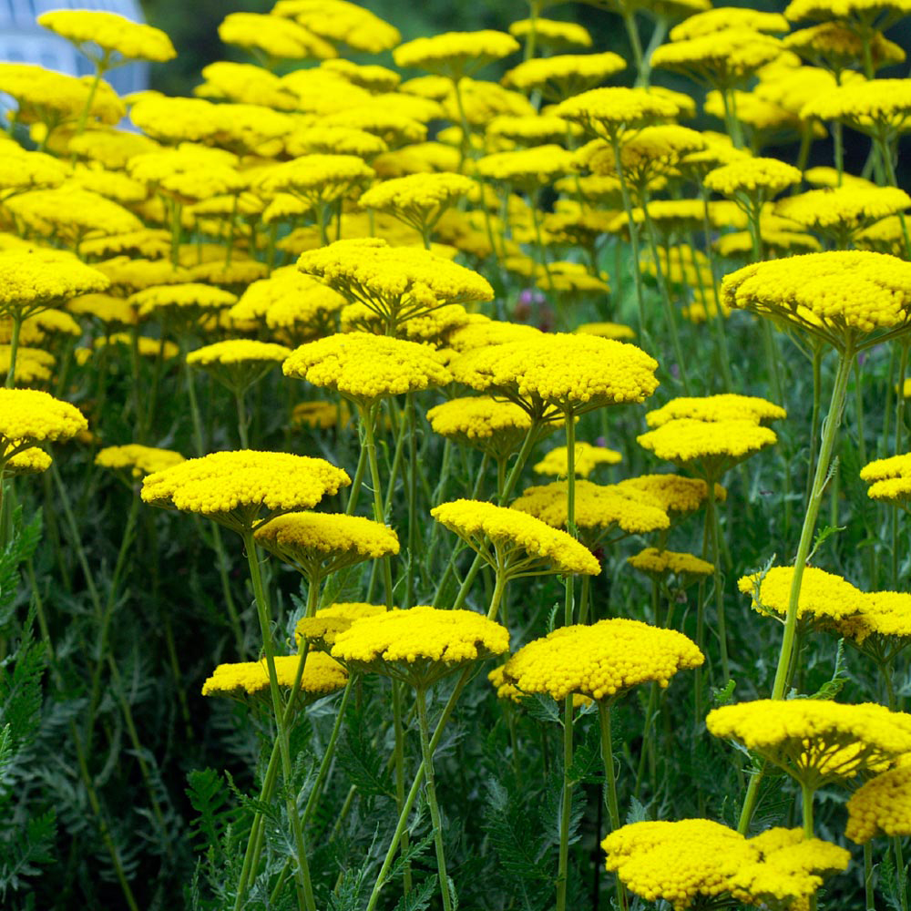 Achillea filipendulina 'Coronation Gold'