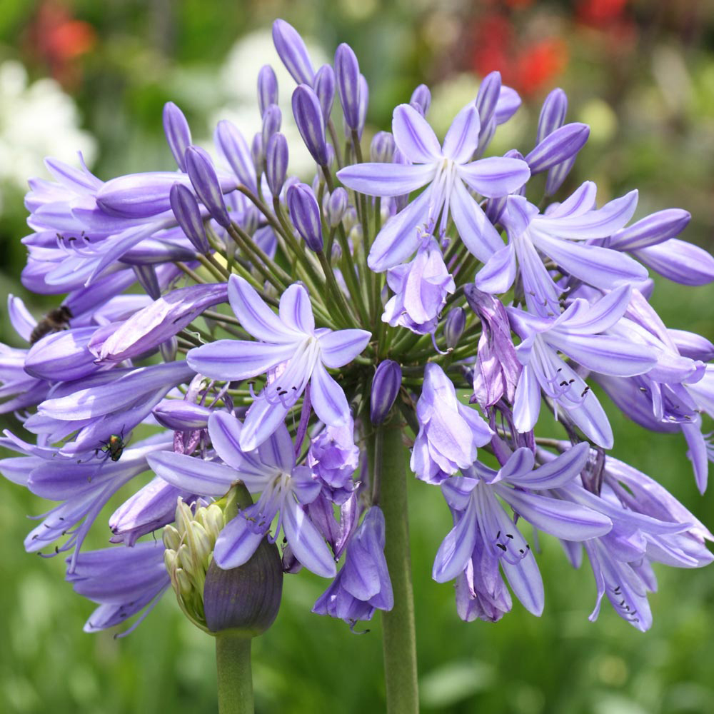 Agapanthus 'Regal Beauty'