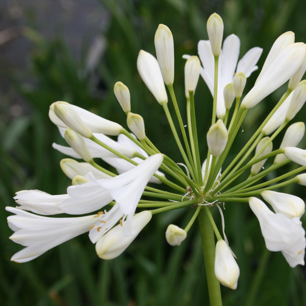 Agapanthus africanus 'Albus'