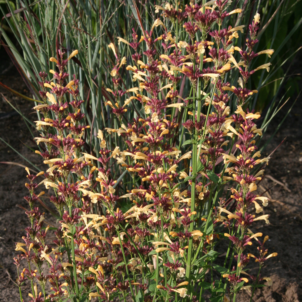 Agastache 'Summer Glow'