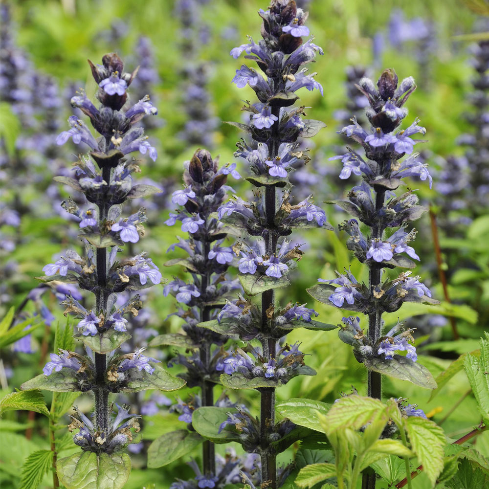 Ajuga reptans 'Catlins Giant'