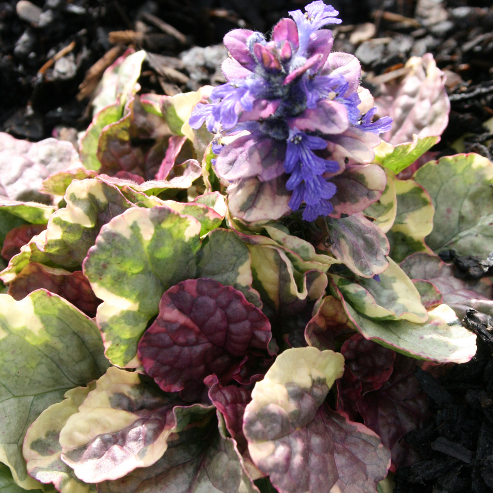 Ajuga reptans 'Party Colour'