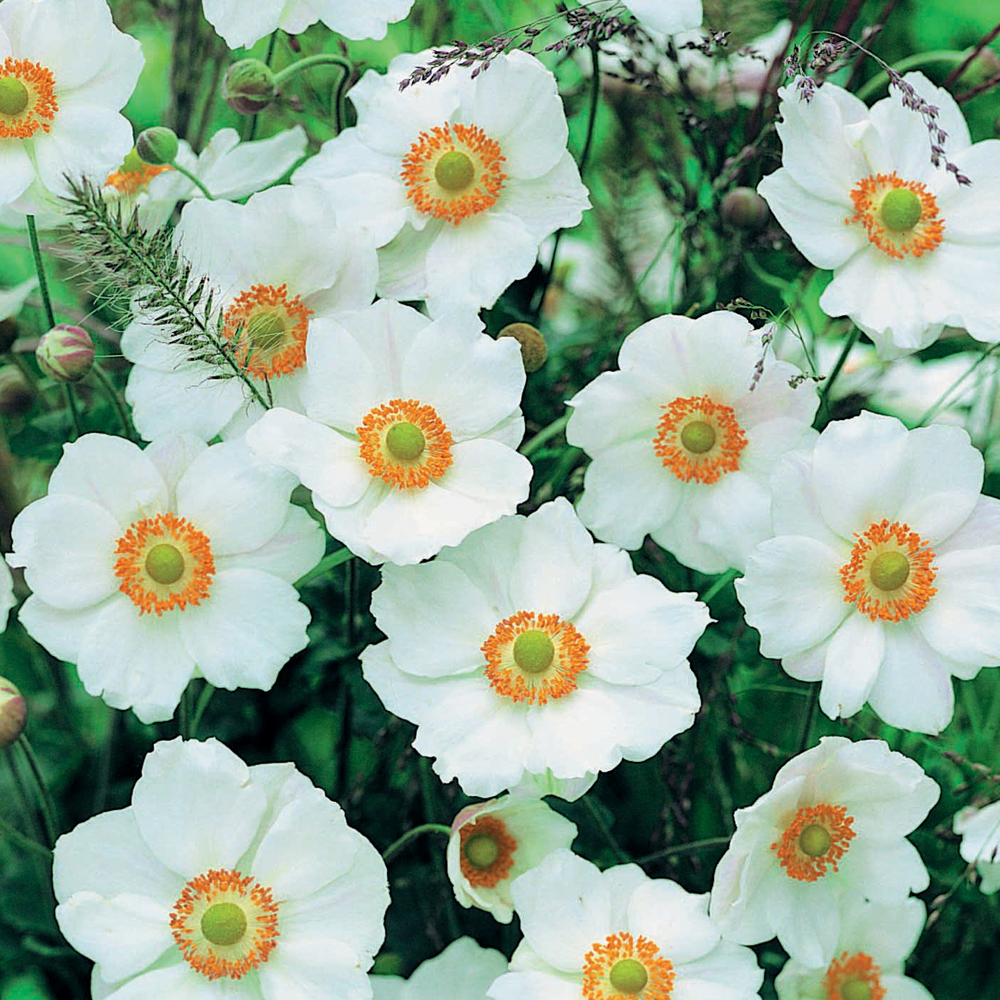 Anemone x hybrida 'Honorine Jobert'