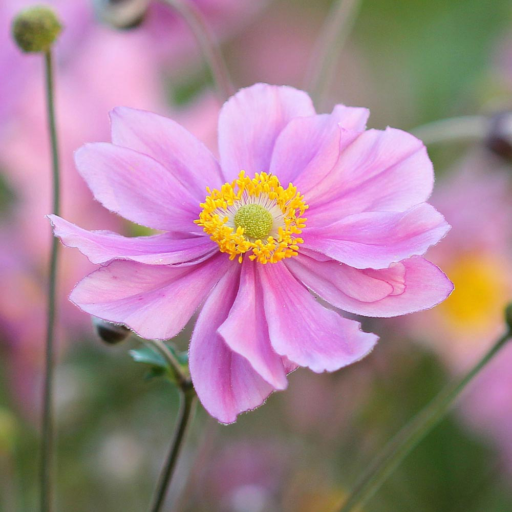 Anemone tomentosa 'Serenade'