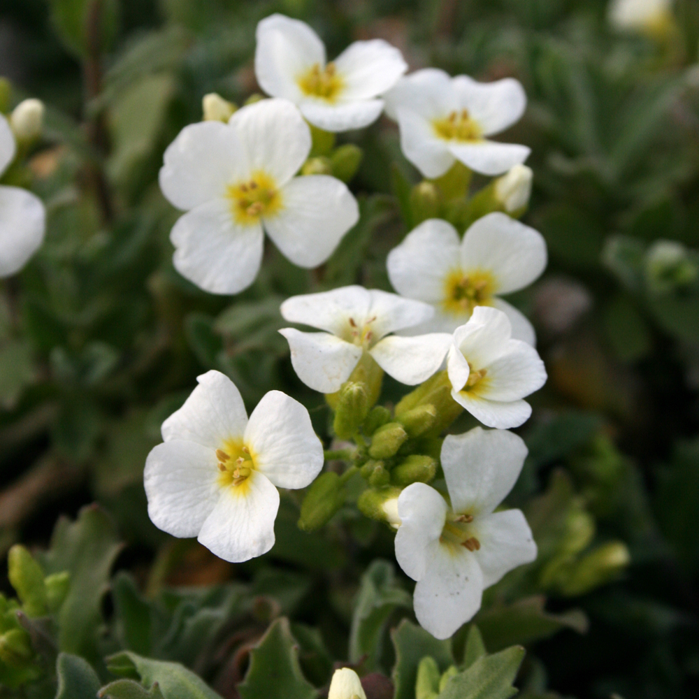 Arabis caucasica 'Pixie Cream'